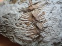 Asterophyllites Equisetiformis  Spain. Uploaded by Granotius
